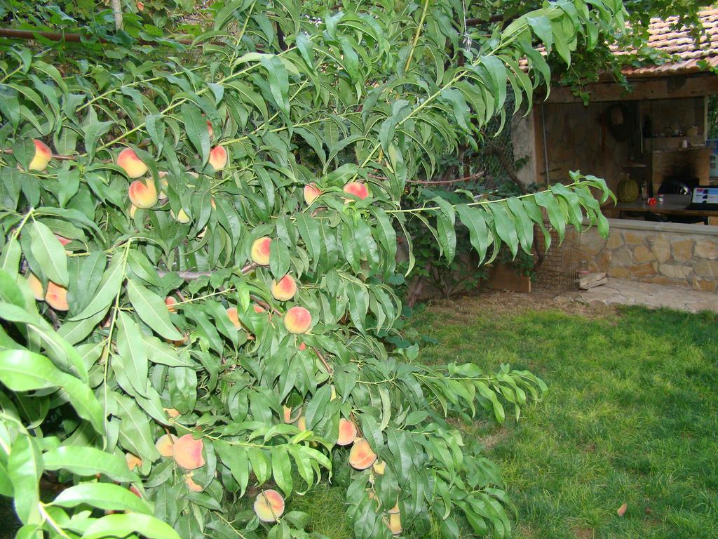 Guest House Ucha Mtsʼkhetʼa Esterno foto